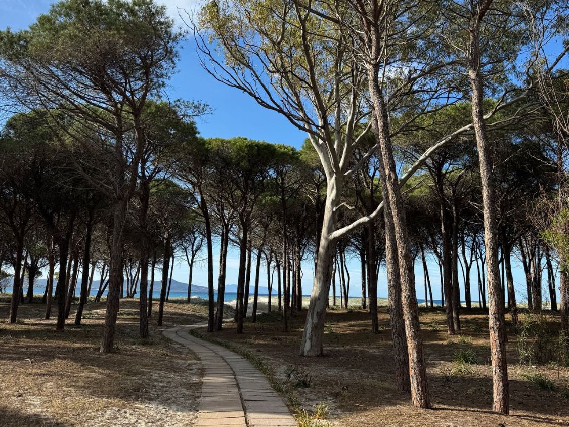 Path through the pine forest leading to the sea